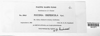Puccinia crepidicola image
